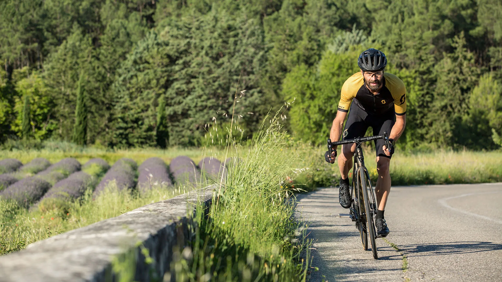 Gravelbiker in gelbem Trikot fährt auf Landstraße neben Lavendelfeldern und Wald, Gravelbike, Helm sichtbar